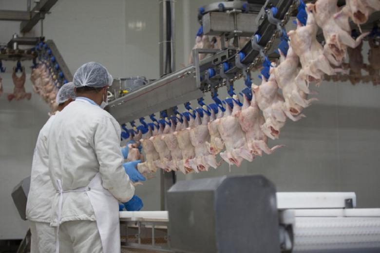 Основной прирост мирового производства мяса обеспечит птица – ФАО